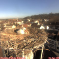 09_00-nest.jpg