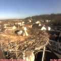 09_05-nest.jpg