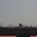 09_10-mast.jpg