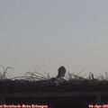 09_35-mast.jpg