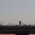 09_50-mast.jpg