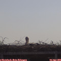10_15-mast.jpg