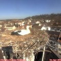 10_30-nest.jpg