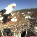10_50-nest.jpg