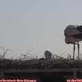 10_55-mast.jpg