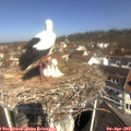 11_00-nest.jpg