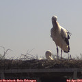 11_05-mast.jpg