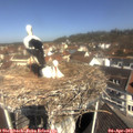 11_05-nest.jpg