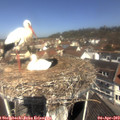 11_15-nest.jpg
