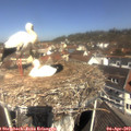 11_20-nest.jpg
