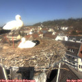 11_25-nest.jpg