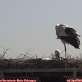 11_30-mast.jpg