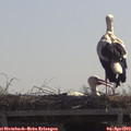 11_35-mast.jpg