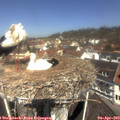 11_35-nest.jpg