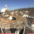 11_40-nest.jpg