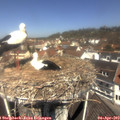 11_45-nest.jpg