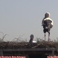 11_50-mast.jpg