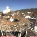 11_50-nest.jpg