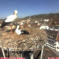 12_00-nest.jpg
