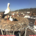12_05-nest.jpg