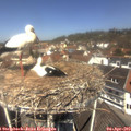 12_10-nest.jpg