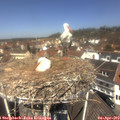 12_15-nest.jpg