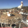 12_30-nest.jpg
