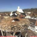 12_50-nest.jpg