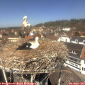 12_55-nest.jpg