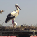 13_00-mast.jpg