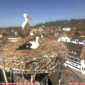 13_00-nest.jpg