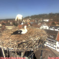 13_05-nest.jpg