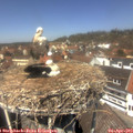 13_10-nest.jpg