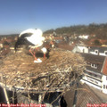 13_15-nest.jpg