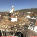 13_25-nest.jpg