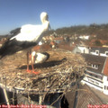 13_30-nest.jpg