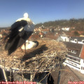 13_35-nest.jpg