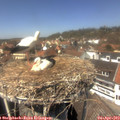 13_40-nest.jpg