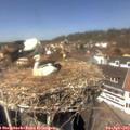 13_50-nest.jpg
