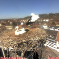 13_55-nest.jpg