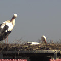 14_00-mast.jpg