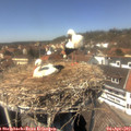 14_00-nest.jpg