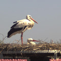 14_15-mast.jpg