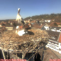 14_15-nest.jpg