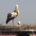 14_20-mast.jpg