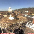 14_25-nest.jpg