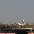 14_40-mast.jpg