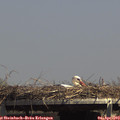 14_50-mast.jpg