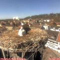 14_50-nest.jpg