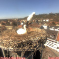 15_00-nest.jpg